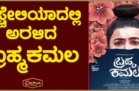ಆಸ್ಟ್ರೇಲಿಯಾದಲ್ಲಿ ಅರಳಿದ ಬ್ರಹ್ಮಕಮಲ