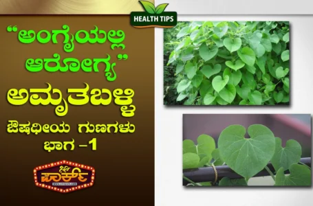 Amruthaballi Plant Benefits